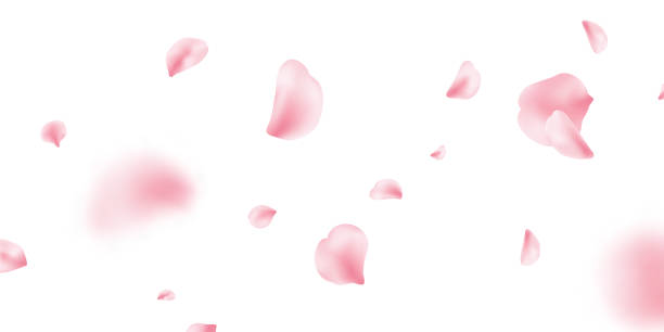 sakura blütenblatt frühlingsblüte auf weißem banner. blumenflug hintergrund. rosa rosenkomposition. beauty spa produktrahmen. valentinstag romantische karte. leichtes zartes pastelldesign. vektorillustration - blütenblatt stock-grafiken, -clipart, -cartoons und -symbole