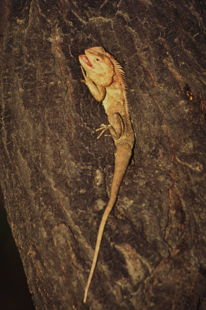 Reptile -Lizard. stock photo