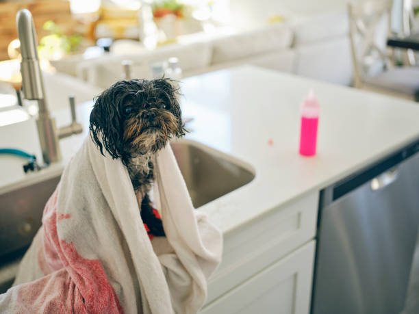 istock Woman at Home With Her Pet Dog 1389012775
