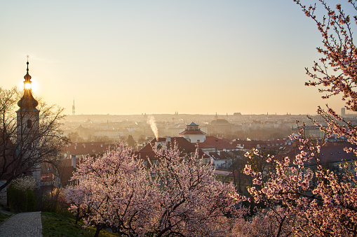 Panorama of Prague on a sunny spring morning with blooming pink almond trees in the foreground