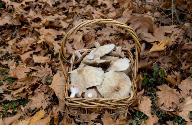 istock Wicker basket with mushrooms 1389013657