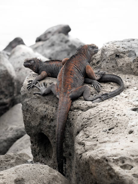 Marine Iguanas on Isla Lobos, San Cristobal, Galapagos, Ecuador