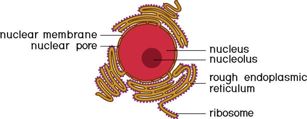 Rough Endoplasmic Reticulum Illustrations, Royalty-Free Vector Graphics & Clip Art - iStock Rough Endoplasmic Reticulum Illustrations, Royalty-Free Vector Graphics & Clip Art - iStock