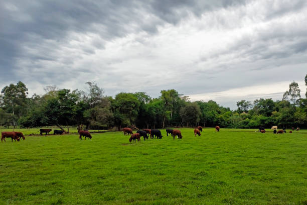 istock Open Field with farm animals 1389019009