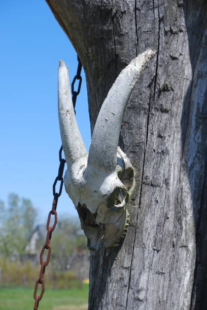 cranio di un animale con le corna su un palo da una recinzione. - horned death dead texas longhorn cattle foto e immagini stock