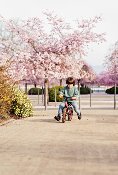 Happy cute boy riding balance bike outdoors on spring blooming sakura alley in city stock photo