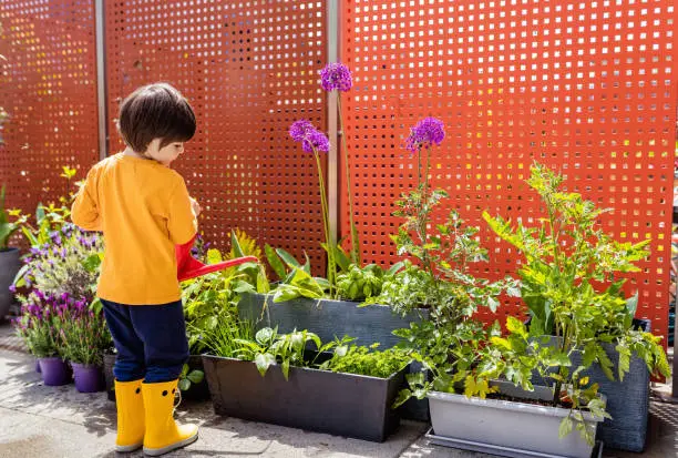 Photo of Little toddler boy watering plants using can in small kitchen garden on terrace at home.
