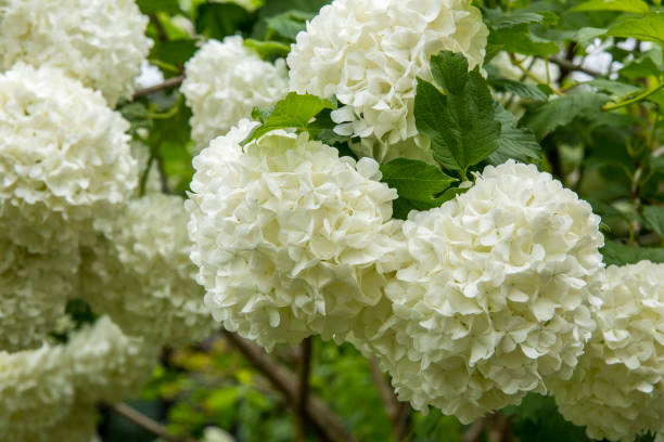 White flower of the snowball viburnum Buldenezh in bloom White flower of the snowball viburnum Buldenezh in bloom arrowwood stock pictures, royalty-free photos & images