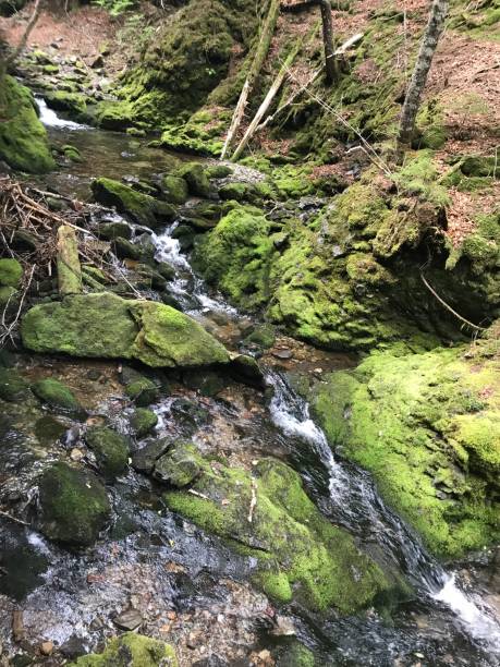 istock New Brunswick Hiking Trail 1389022717