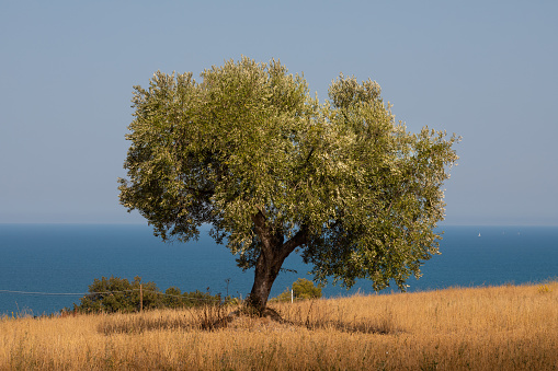 olive tree with beach and sky on background