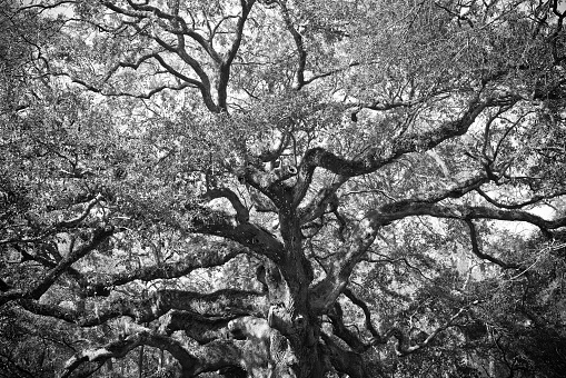 Black and white detailed image of historic Angel Oak tree in Charleston South Carolina