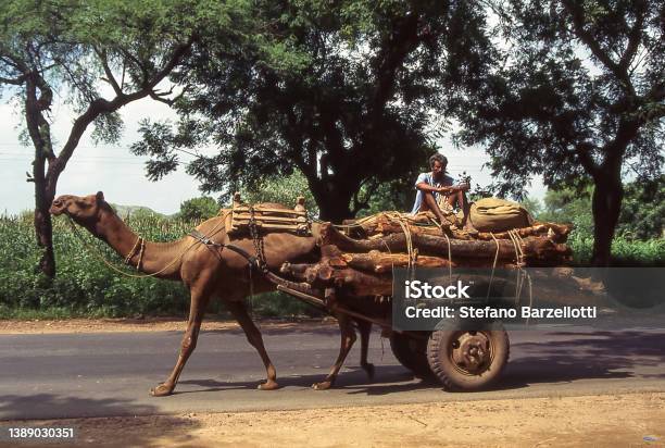 Carriage Pulled By Camel Stock Photo - Download Image Now - 1990-1999,  Camel, Camel Cart - iStock