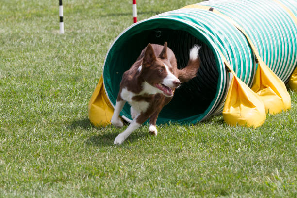 istock Agility Dog Going Through the Tunnel 1389032593