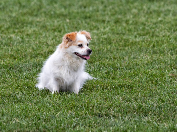 istock Little White Dog in the Grass 1389032762