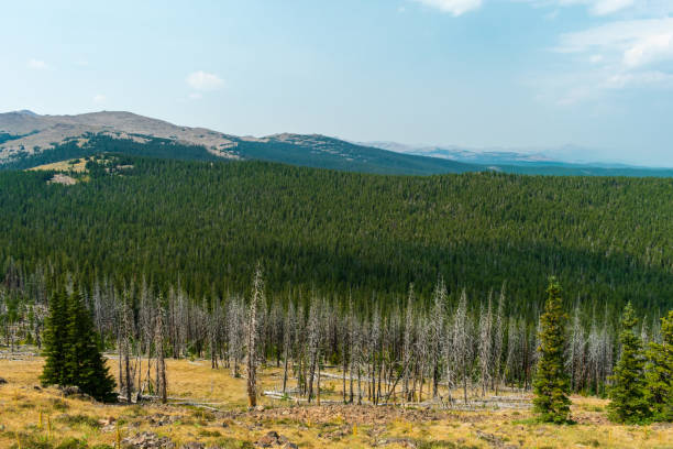 floresta nacional bighorn, wyoming, eua - bighorn national forest blue wyoming green - fotografias e filmes do acervo