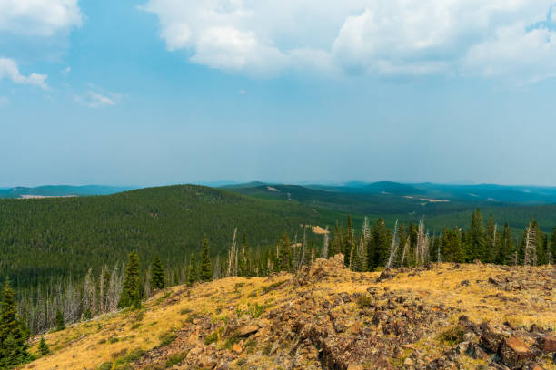 floresta nacional bighorn, wyoming, eua - bighorn national forest blue wyoming green - fotografias e filmes do acervo