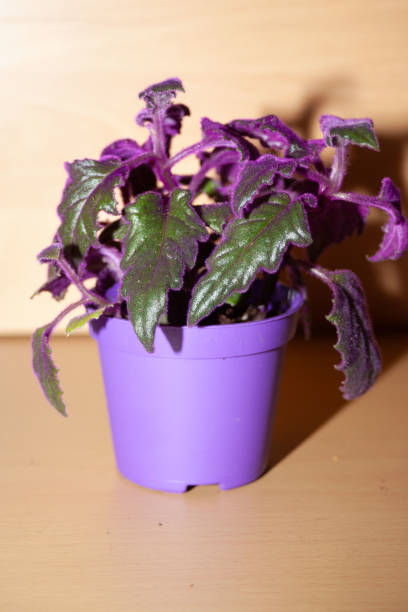 House plants Velvet leaf velvet nettle with purple leaves (gynura scandens) stock photo