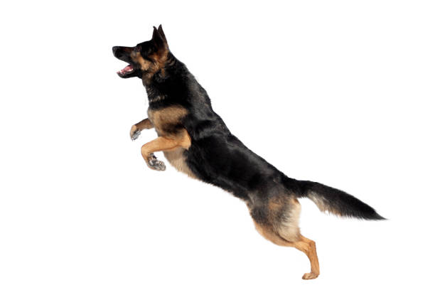 chien de berger allemand sautant. chien jouer et sauter pour attraper un jouet avec un fond blanc isolé - best in show photos et images de collection