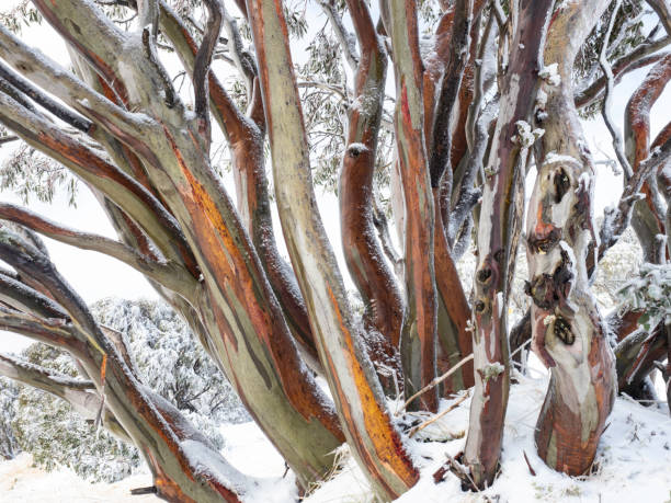 arbres couverts de neige - vibrant color forest ice snow photos et images de collection