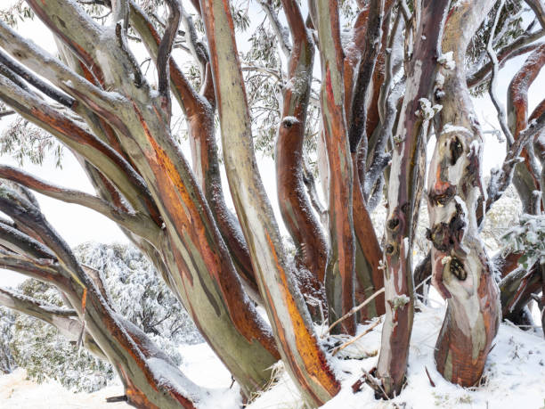 árvores cobertas de neve - vibrant color forest ice snow - fotografias e filmes do acervo