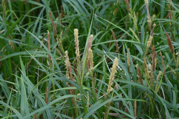 istock Carex dispalata. 1389037022