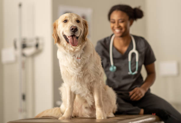 istock A Visit to the Vet 1389039236