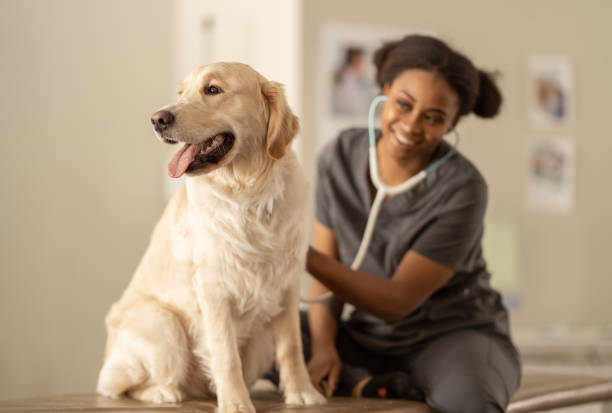 istock Veterinarian Conducting an Exam 1389039238