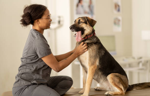 istock Dog at the Veterinarian 1389039240