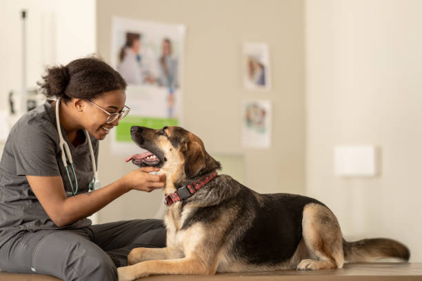 dog at the veterinarian - examination table imagens e fotografias de stock