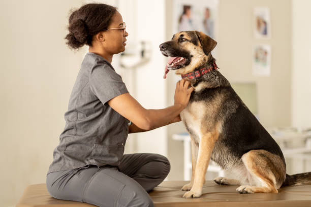 istock Dog at the Veterinarian 1389039244