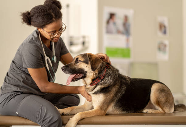 istock Dog at the Veterinarian 1389039245