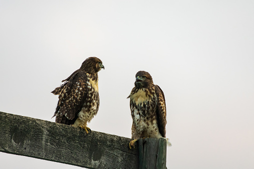A pair of beautiful Red Tailed Hawks perched on a wooden sign post in Wyoming, USA