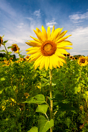 Sunflower in a field of many sunflowers