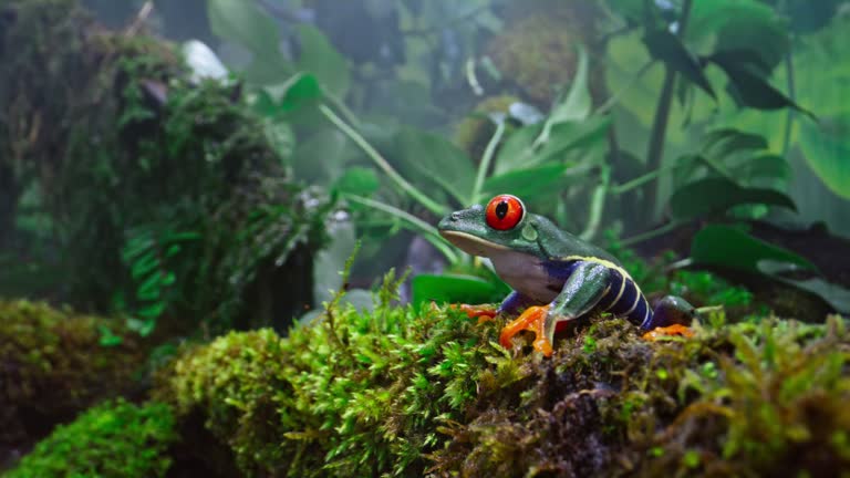 SLO MO DS Red-eyed tree frog sitting on moss in the jungle