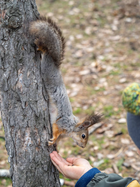 istock The boy feeds a squirrel with nuts from a hand in the wood 1389042768