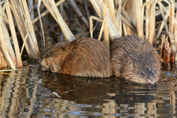 istock Muskrats In A Cattail Marsh 1389045469