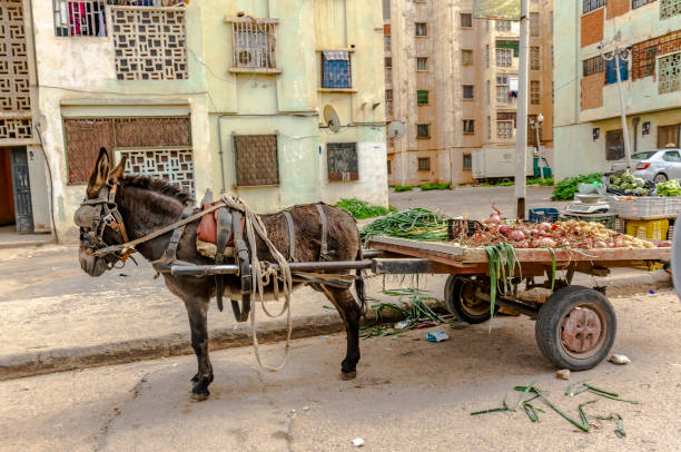Yaghmoracen city of Oran. Algeria. Donkey charette parked near habitation buildings.