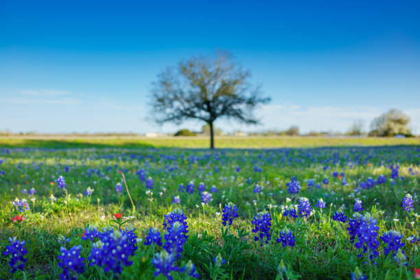 Field of Bluebonnets and a Solitary Tree