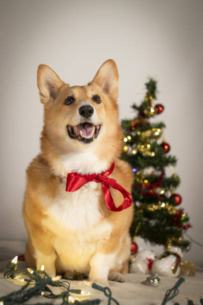 istock A corgi dog in Christmas 1389049175