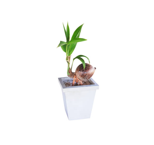 istock Green coconut tree bonsai in white pot isolated on background , clipping path 1389051997