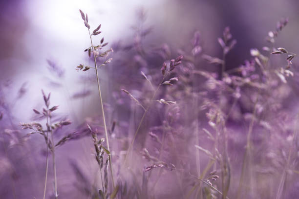 istock Nature Art - Selective Focus Purple Grasses 1389053571