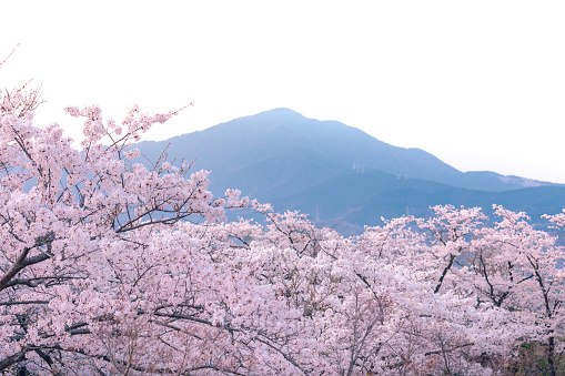 pink sakura blossom season in the park and mountain with clear sky background in japan
