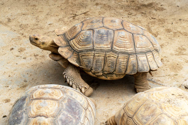 istock Sulcata tortoise on sand. 1389055566