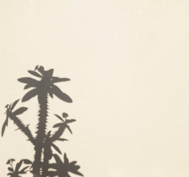 Natural organic flower botanic shadow overlay daytime black and white wall block background. Plant leaves texture shadow abstract. Crown of thorns, Christ plant, or Christ thorn. Free space. Minimalism. sombra botánica de flor orgánica natural superpuesta durante el día fondo de bloque de pared en blanco y negro. textura de las hojas de la planta sombra abstracta. corona de espinas, planta de cristo o espina de cristo. espacio libre. minimalismo.