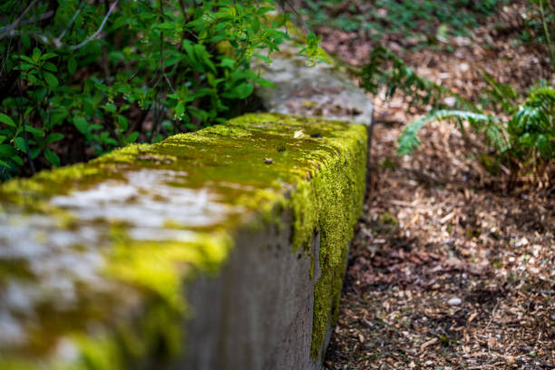 istock Washington Park Arboretum Bridge 1389056715