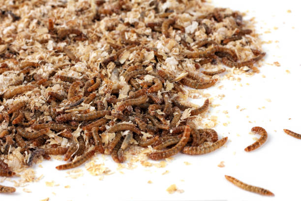 istock pile of worms in wheat bran. 1389057496