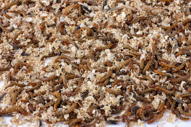 istock pile of worms in wheat bran. 1389057497