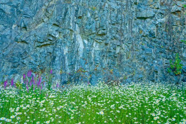 Wildflower daisies on Vancouver Island, British Columbia
