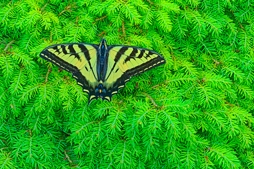 Butterfly perched in a formal garden on Vancouver Island, British Columbia