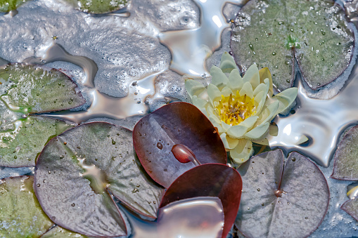 Floating water lily on a pond in Beijing Forbidden city. China